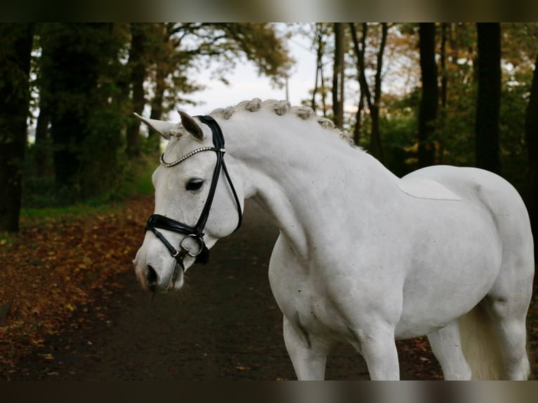 Connemara Giumenta 10 Anni 148 cm Grigio in Recke, bei Osnabrück