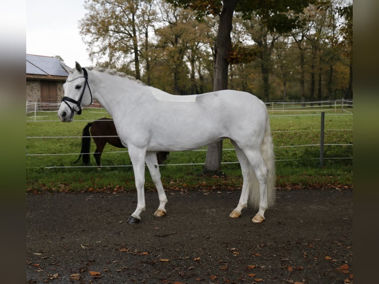 Connemara Giumenta 10 Anni 148 cm Grigio in Recke, bei Osnabrück