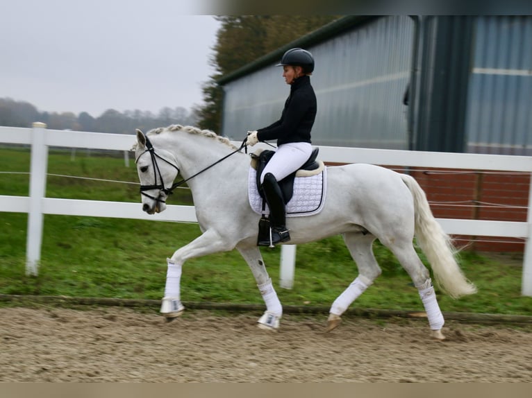 Connemara Giumenta 10 Anni 148 cm Grigio in Recke, bei Osnabrück