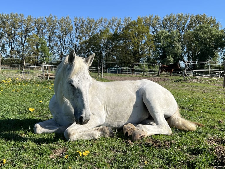 Connemara Giumenta 10 Anni 148 cm Grigio in Thedinghausen