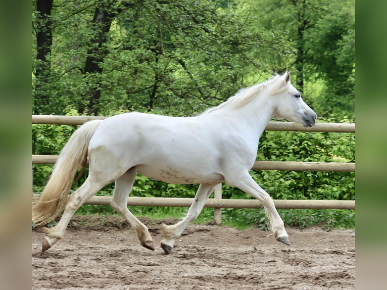 Connemara Giumenta 10 Anni 150 cm Grigio in Greding