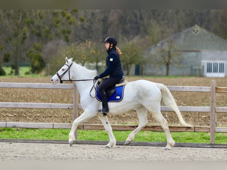 Connemara Giumenta 10 Anni 156 cm Cremello in Bogaarden