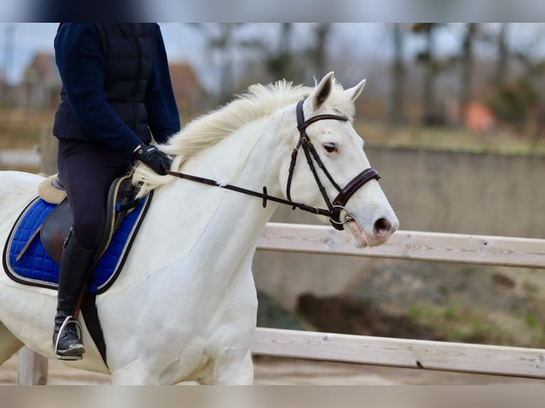 Connemara Giumenta 10 Anni 156 cm Cremello in Bogaarden