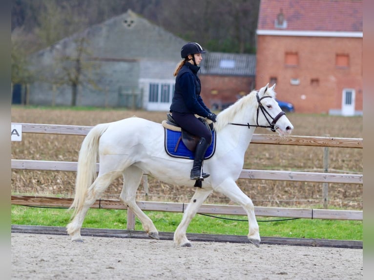 Connemara Giumenta 10 Anni 156 cm Cremello in Bogaarden