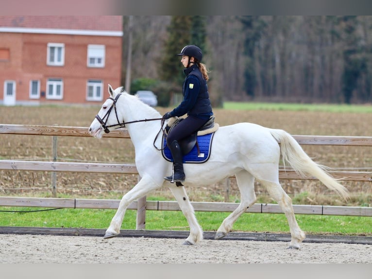 Connemara Giumenta 10 Anni 156 cm Cremello in Bogaarden