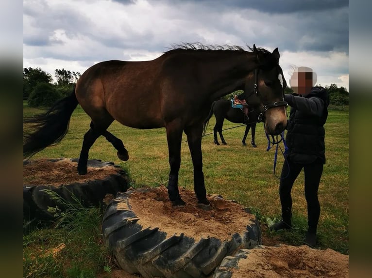 Connemara Mix Giumenta 10 Anni 156 cm Pelle di daino in Zeuthen