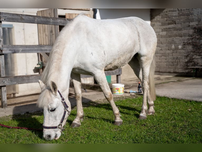 Connemara Mix Giumenta 11 Anni 140 cm Grigio in St. Ulrich bei Steyr
