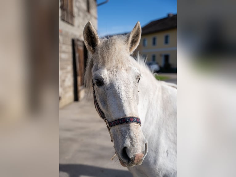 Connemara Mix Giumenta 11 Anni 140 cm Grigio in St. Ulrich bei Steyr