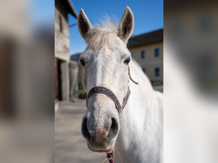 Connemara Mix Giumenta 11 Anni 140 cm Grigio in St. Ulrich bei Steyr
