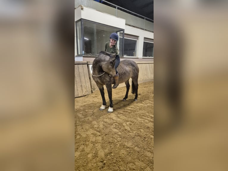 Connemara Giumenta 11 Anni 145 cm Falbo in Hanau