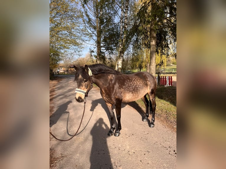 Connemara Giumenta 11 Anni 145 cm Falbo in Hanau