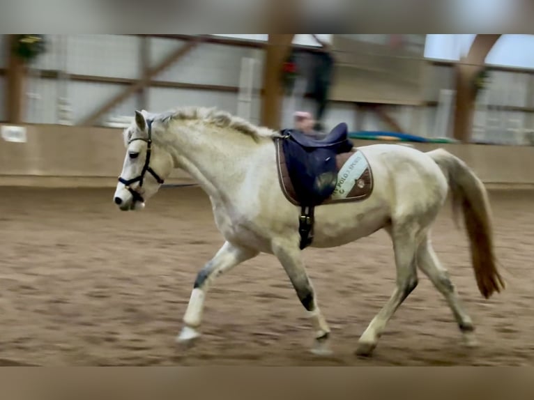 Connemara Giumenta 11 Anni 147 cm Grigio pezzato in Osdorf