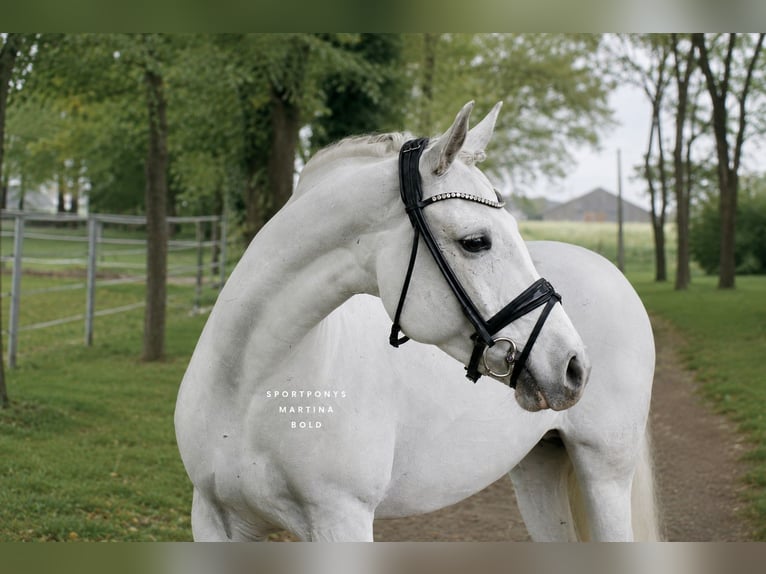 Connemara Giumenta 11 Anni 148 cm Grigio in Recke, bei Osnabrück