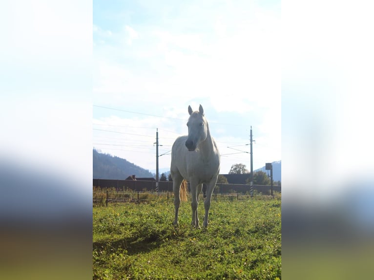 Connemara Giumenta 11 Anni 148 cm Grigio trotinato in Sankt Stefan ob Leoben