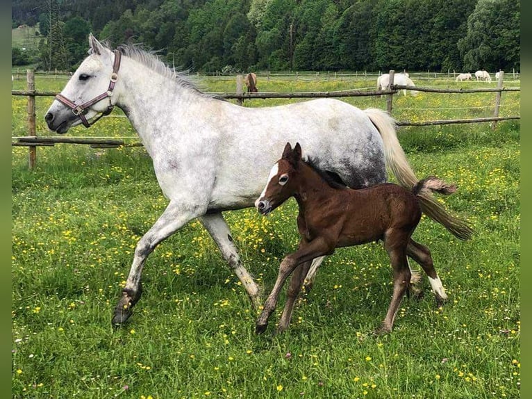 Connemara Giumenta 11 Anni 148 cm Grigio trotinato in Sankt Stefan ob Leoben