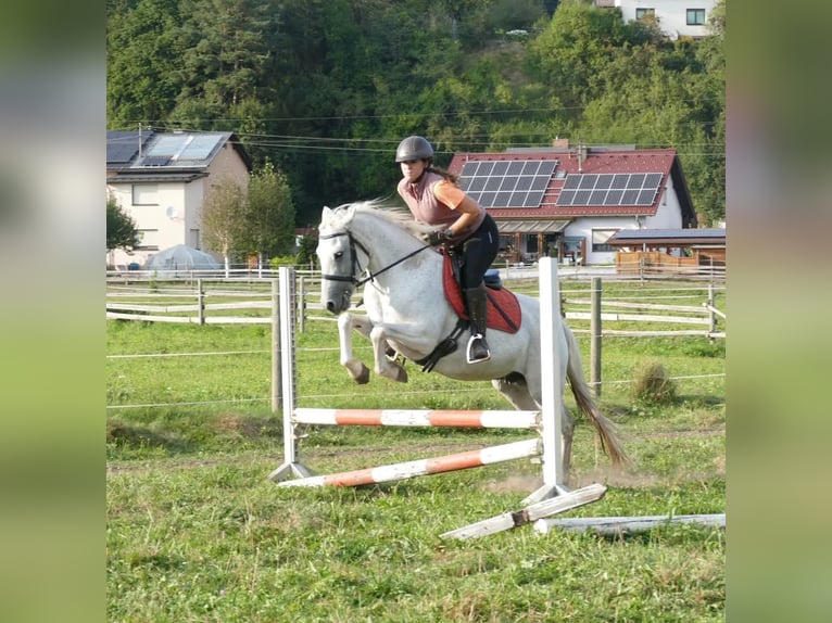 Connemara Giumenta 11 Anni 148 cm Grigio trotinato in Sankt Stefan ob Leoben