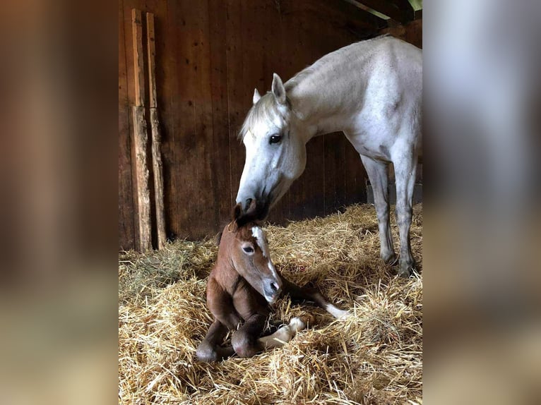 Connemara Giumenta 11 Anni 148 cm Grigio trotinato in Sankt Stefan ob Leoben