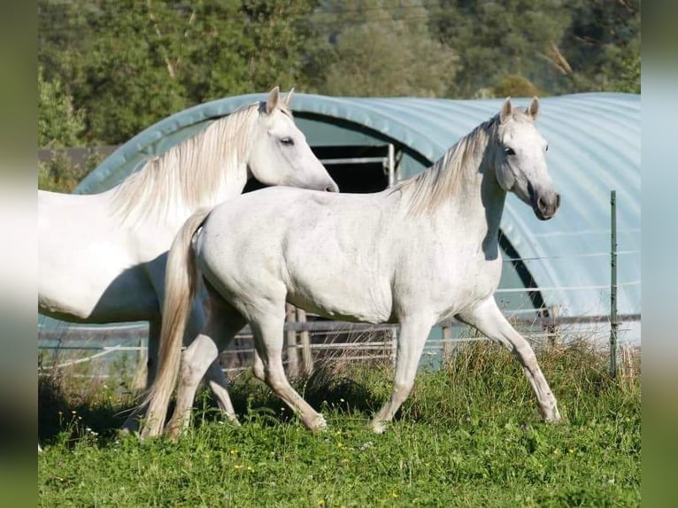 Connemara Giumenta 11 Anni 148 cm Grigio trotinato in Sankt Stefan ob Leoben