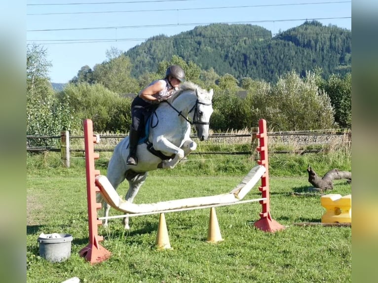 Connemara Giumenta 11 Anni 148 cm Grigio trotinato in Sankt Stefan ob Leoben