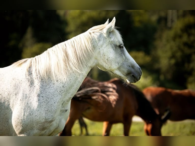 Connemara Giumenta 11 Anni 148 cm Grigio trotinato in Sankt Stefan ob Leoben