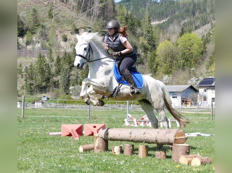 Connemara Giumenta 11 Anni 148 cm Grigio trotinato in Sankt Stefan ob Leoben