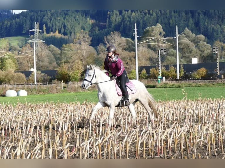 Connemara Giumenta 11 Anni 148 cm Grigio trotinato in Sankt Stefan ob Leoben