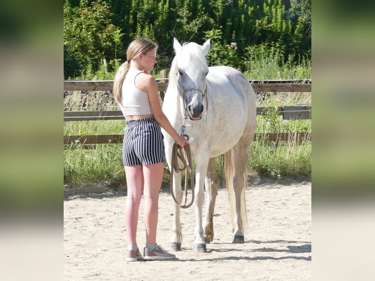 Connemara Giumenta 11 Anni 148 cm Grigio trotinato in Sankt Stefan ob Leoben