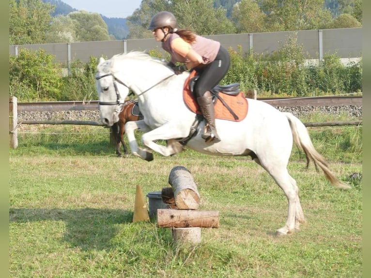 Connemara Giumenta 11 Anni 148 cm Grigio trotinato in Sankt Stefan ob Leoben