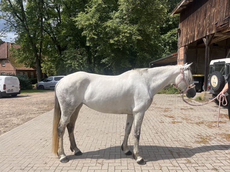 Connemara Giumenta 11 Anni 149 cm Grigio in Oldendorf