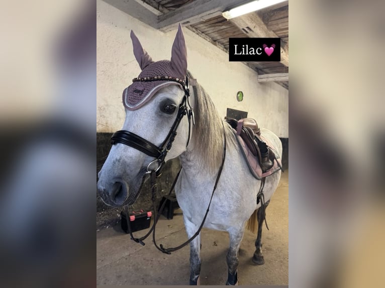 Connemara Giumenta 11 Anni 149 cm Grigio in Oldendorf