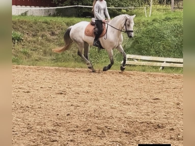 Connemara Giumenta 11 Anni 149 cm Grigio in Oldendorf