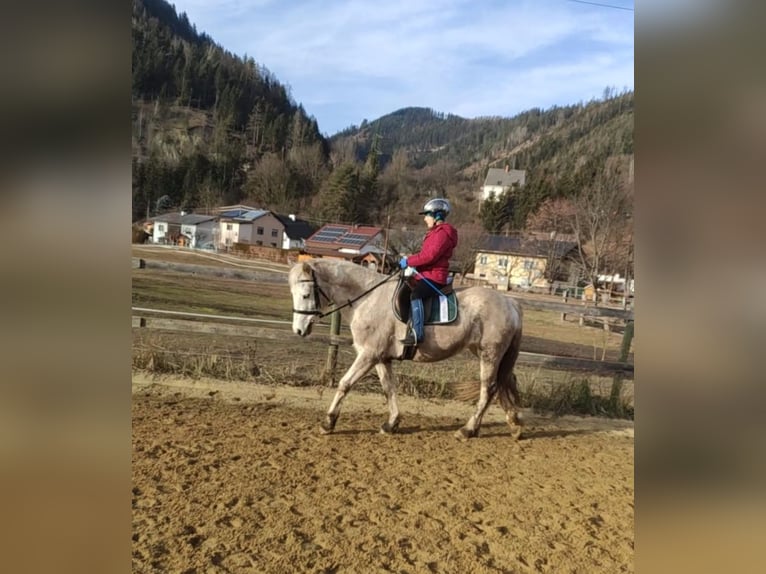 Connemara Giumenta 11 Anni 149 cm Grigio trotinato in Sankt Stefan ob Leoben