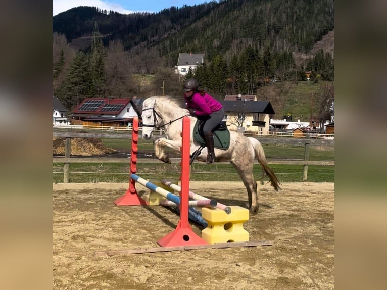 Connemara Giumenta 11 Anni 149 cm Grigio trotinato in Sankt Stefan ob Leoben