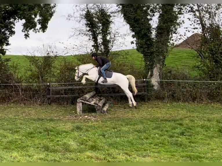 Connemara Giumenta 11 Anni 156 cm Cremello in Bogaarden