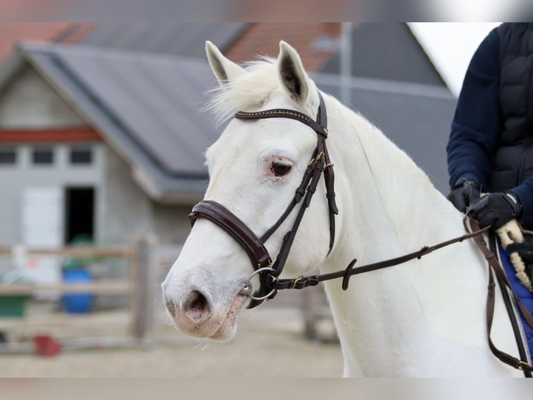 Connemara Giumenta 11 Anni 156 cm Cremello in Bogaarden