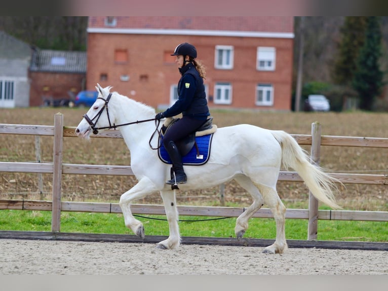 Connemara Giumenta 11 Anni 156 cm Cremello in Bogaarden