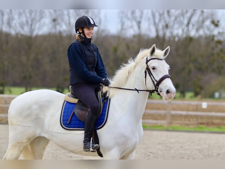 Connemara Giumenta 11 Anni 156 cm Cremello in Bogaarden