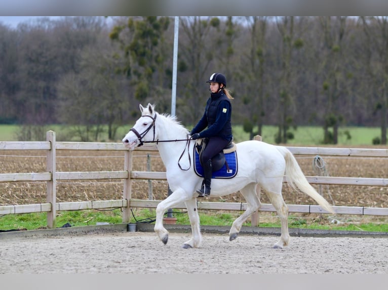 Connemara Giumenta 11 Anni 156 cm Cremello in Bogaarden