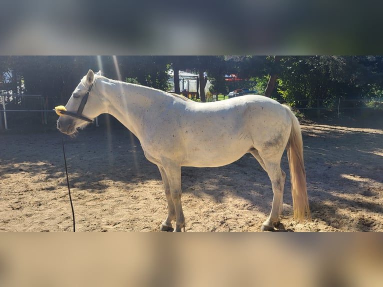 Connemara Giumenta 11 Anni Grigio in Gesees