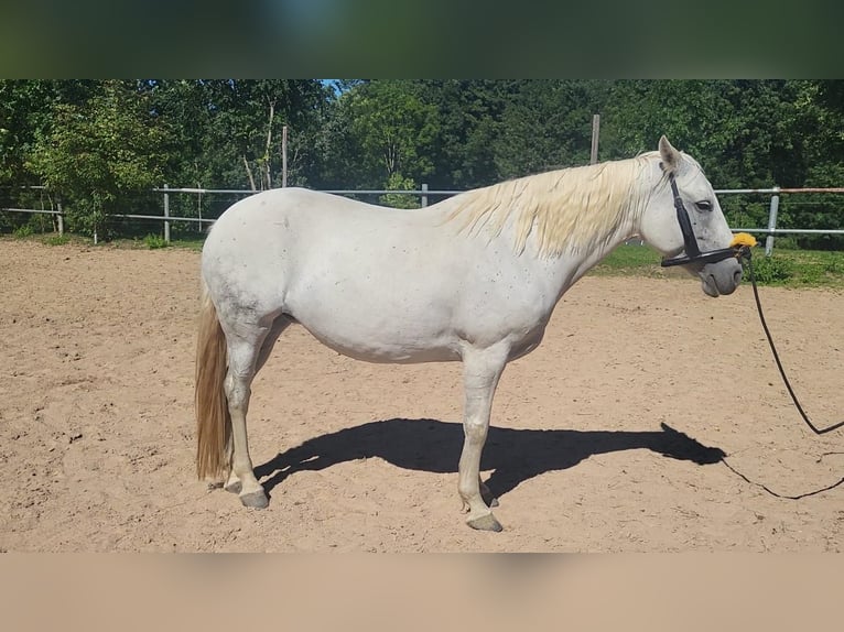 Connemara Giumenta 11 Anni Grigio in Gesees