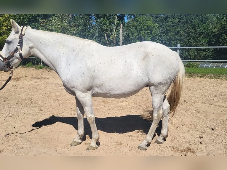 Connemara Giumenta 11 Anni Grigio in Gesees