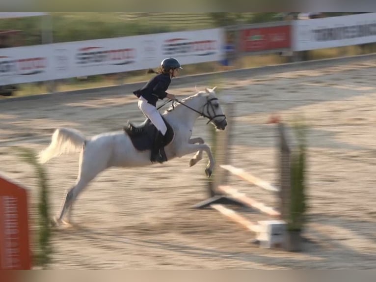 Connemara Mix Giumenta 12 Anni 137 cm Grigio trotinato in Merkezköy