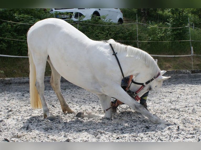 Connemara Giumenta 12 Anni 143 cm Grigio in Handenberg