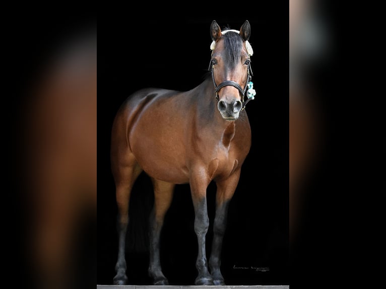 Connemara Giumenta 12 Anni 145 cm Baio in Sonnefeld