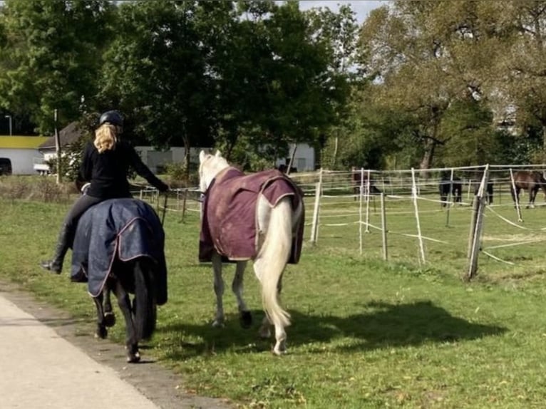 Connemara Giumenta 12 Anni 147 cm Falbo in Frankenberg (Eder)