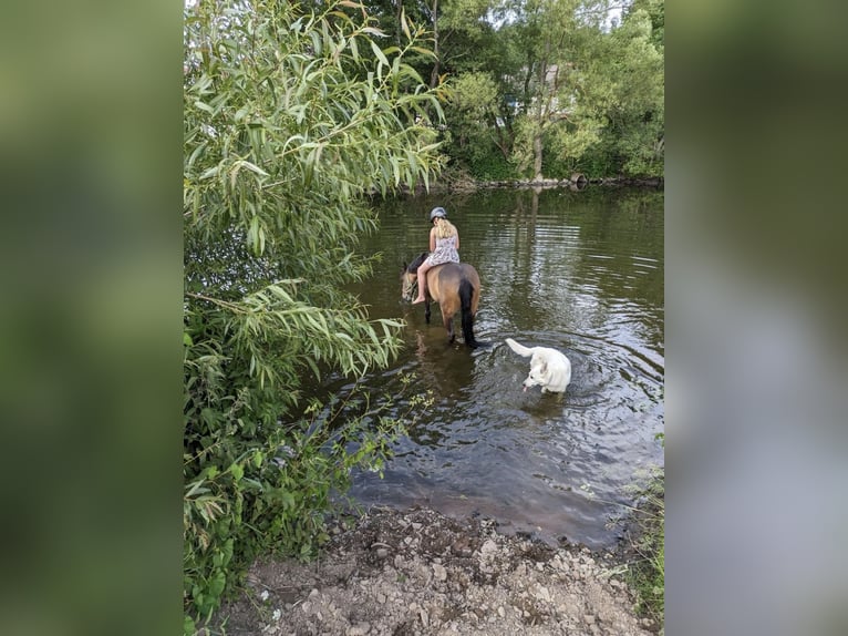 Connemara Giumenta 12 Anni 147 cm Falbo in Frankenberg (Eder)