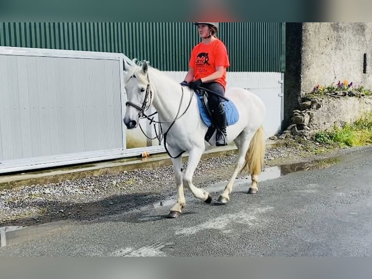 Connemara Giumenta 12 Anni 147 cm Grigio in Sligo