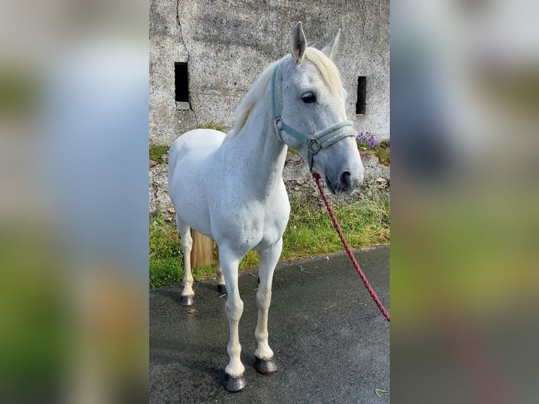 Connemara Giumenta 12 Anni 147 cm Grigio in Sligo