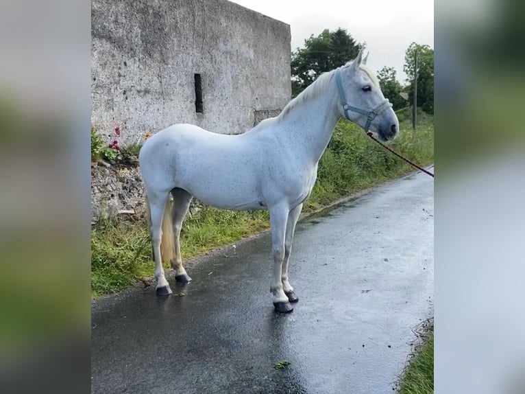 Connemara Giumenta 12 Anni 147 cm Grigio in Sligo