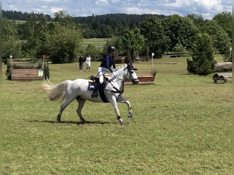 Connemara Giumenta 12 Anni 147 cm Grigio trotinato in Bad Herrenalb